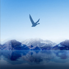 Gray Goose